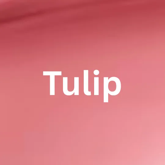 Tulip